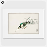 アートポスター-Eastern Turtle Dove and Miscanthus
 - 鳥類図鑑 Poster.