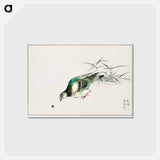 アートポストカード-Eastern Turtle Dove and Miscanthus
 - 鳥類図鑑 Postcard.