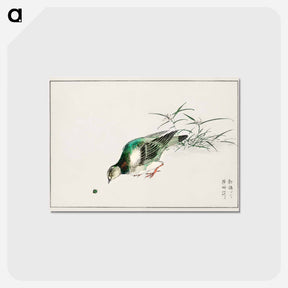アートポストカード-Eastern Turtle Dove and Miscanthus
 - 鳥類図鑑 Postcard.