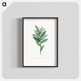 Smilacina stellata illustration - Pierre Joseph Redouté Poster.