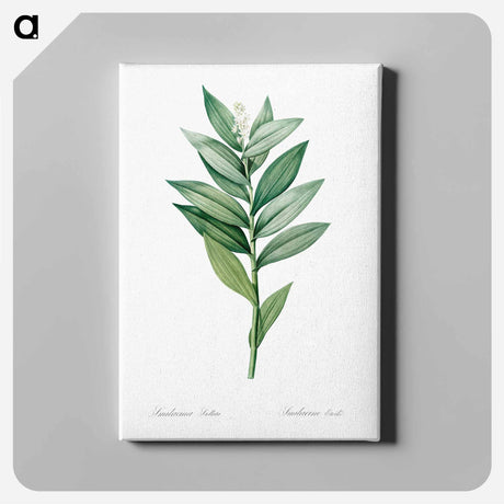 アートパネル-Smilacina stellata illustration - ピエール ジョゼフ ルドゥーテ Canvas.