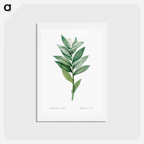 アートポストカード-Smilacina stellata illustration - ピエール ジョゼフ ルドゥーテ Postcard.