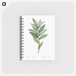 1-92_Pierre-Joseph-Redoute_memo