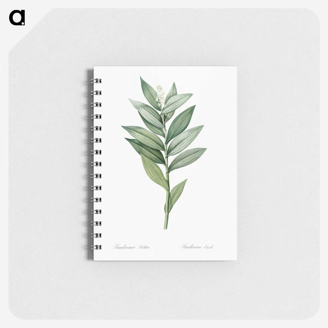1-92_Pierre-Joseph-Redoute_memo