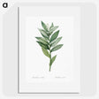 1-92_Pierre-Joseph-Redoute_picture