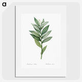 1-92_Pierre-Joseph-Redoute_picture