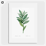 Smilacina stellata illustration - ピエール ジョゼフ ルドゥーテ Poster.