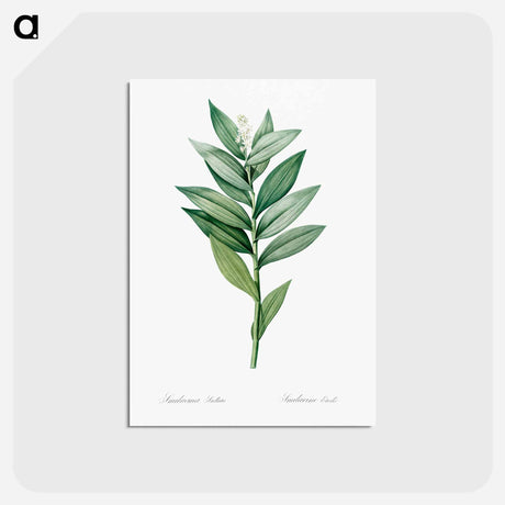 アートポストカード-Smilacina stellata illustration - ピエール ジョゼフ ルドゥーテ Postcard.