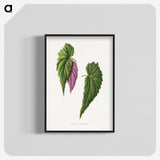 1-92_Plants-with-Colored-Foliage_blk-crop