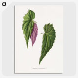 1-92_Plants-with-Colored-Foliage_picture-crop