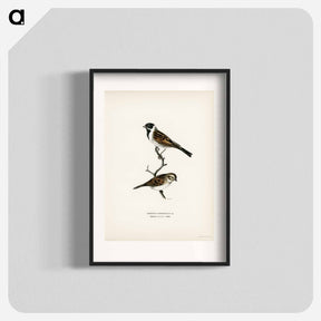 アートポスター-Reed Bunting
 - スヴェンスカ フォグラル Poster.