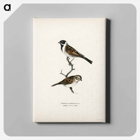 アートパネル-Reed Bunting
 - スヴェンスカ フォグラル Canvas.