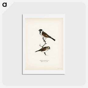 アートポストカード-Reed Bunting
 - スヴェンスカ フォグラル Postcard.