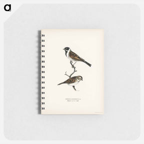 アートメモ帳-Reed Bunting
 - スヴェンスカ フォグラル Memo.