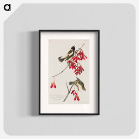 アートポスター-Rice Bird from Birds of America
 - アメリカの鳥たち Poster.