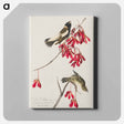 アートパネル-Rice Bird from Birds of America
 - アメリカの鳥たち Canvas.