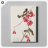 アートパネル-Rice Bird from Birds of America
 - アメリカの鳥たち Canvas.