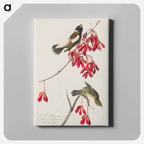 アートパネル-Rice Bird from Birds of America
 - アメリカの鳥たち Canvas.