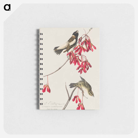 アートメモ帳-Rice Bird from Birds of America
 - アメリカの鳥たち Memo.