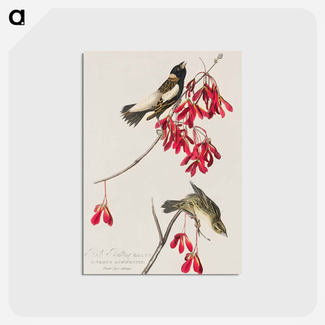 アートポストカード-Rice Bird from Birds of America
 - アメリカの鳥たち Postcard.