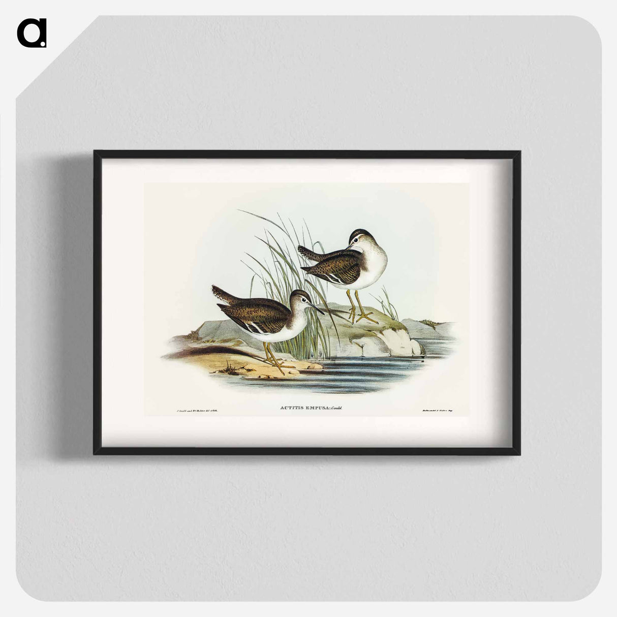 Fairy Sandpiper
 - オーストラリアの鳥 Poster.