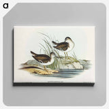 Fairy Sandpiper
 - オーストラリアの鳥 Canvas.