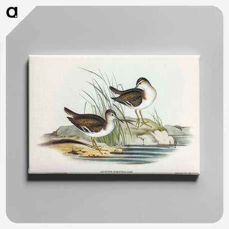 アートパネル-Fairy Sandpiper
 - オーストラリアの鳥 Canvas.