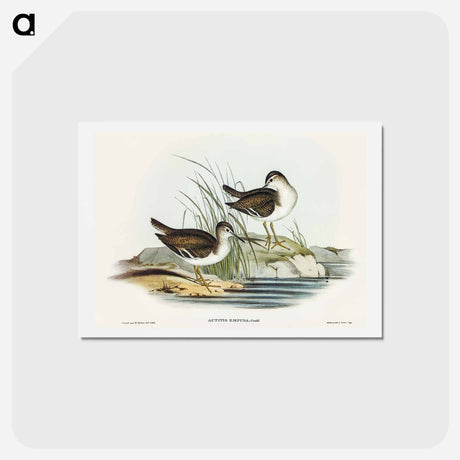 アートポストカード-Fairy Sandpiper
 - オーストラリアの鳥 Postcard.