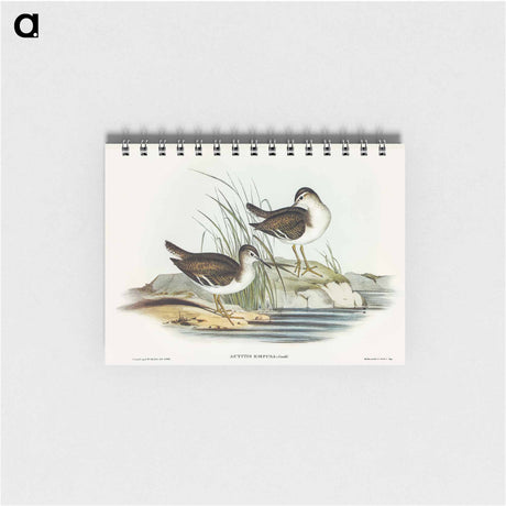 アートメモ帳-Fairy Sandpiper
 - オーストラリアの鳥 Memo.
