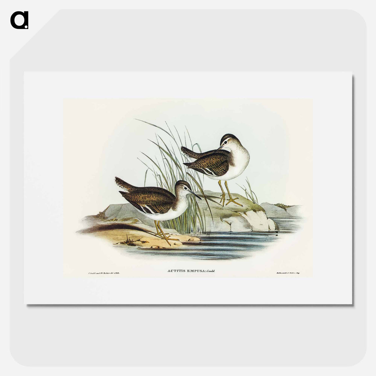 Fairy Sandpiper
 - オーストラリアの鳥 Poster.