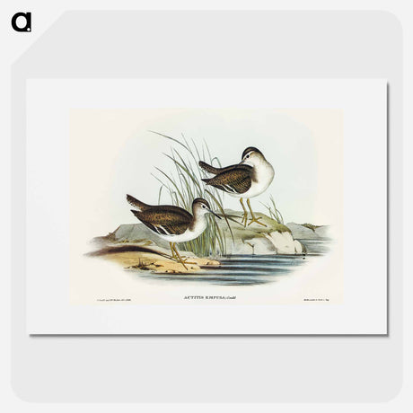アートポスター-Fairy Sandpiper
 - オーストラリアの鳥 Poster.