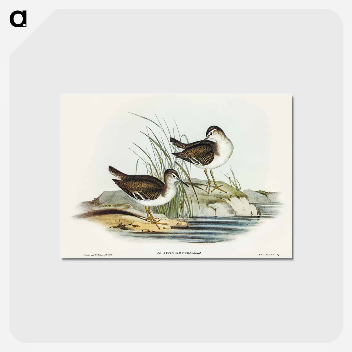 アートポストカード-Fairy Sandpiper
 - オーストラリアの鳥 Postcard.