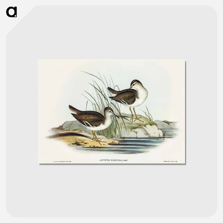 アートポストカード-Fairy Sandpiper
 - オーストラリアの鳥 Postcard.