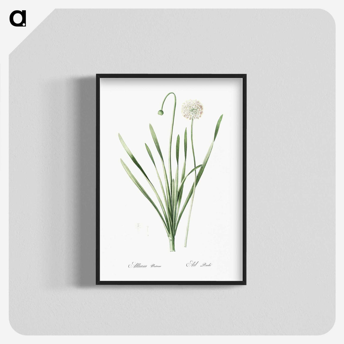 1-92_The-Lilies_blk-crop