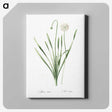 1-92_The-Lilies_canvas