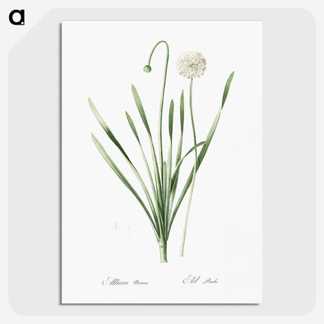 1-92_The-Lilies_picture-crop