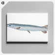 1-92_The-Natural-History-of-British-Fishes_canvas