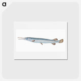 1-92_The-Natural-History-of-British-Fishes_hagaki