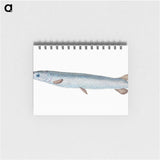 1-92_The-Natural-History-of-British-Fishes_memo