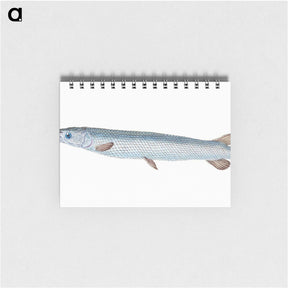 1-92_The-Natural-History-of-British-Fishes_memo