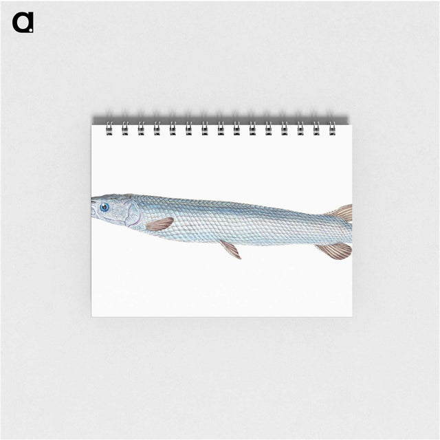 1-92_The-Natural-History-of-British-Fishes_memo