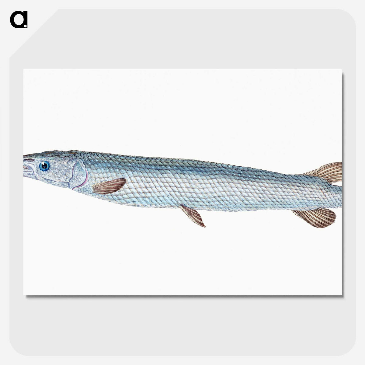 1-92_The-Natural-History-of-British-Fishes_picture-crop