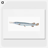 1-92_The-Natural-History-of-British-Fishes_picture