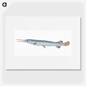 1-92_The-Natural-History-of-British-Fishes_picture