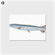 1-92_The-Natural-History-of-British-Fishes_postcard