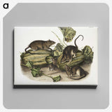 1-92_The-Viviparous-Quadrupeds_canvas