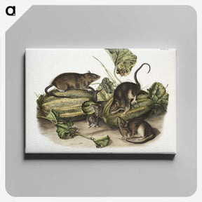 1-92_The-Viviparous-Quadrupeds_canvas