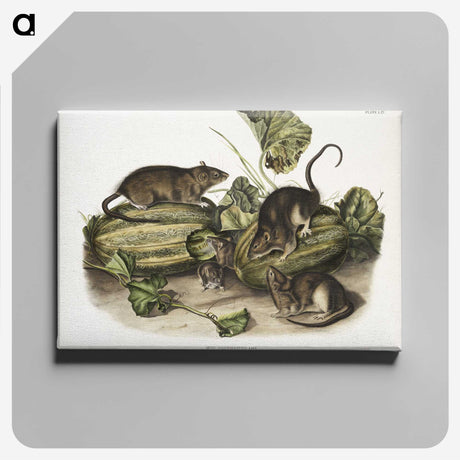 1-92_The-Viviparous-Quadrupeds_canvas