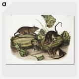1-92_The-Viviparous-Quadrupeds_picture-crop