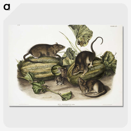 1-92_The-Viviparous-Quadrupeds_picture-crop
